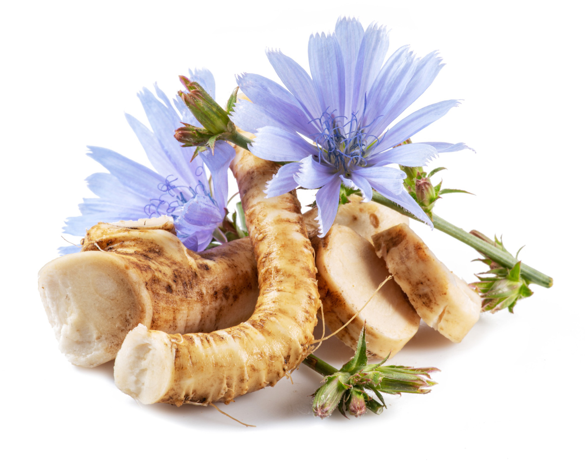 Chicory as a functional food in dyslipidemia management